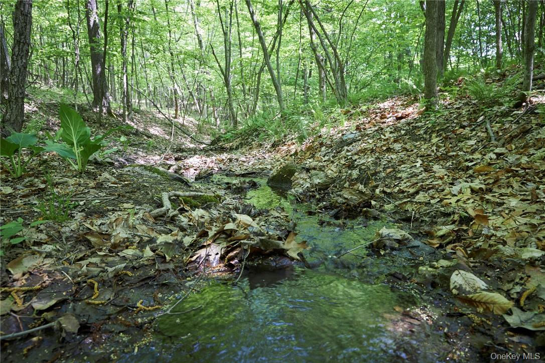 425 Spring Lake Road Red Hook, NY 12571 - Photo 20 of 23 a view of bushes and trees