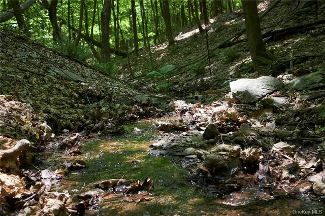 a view of grapes plant