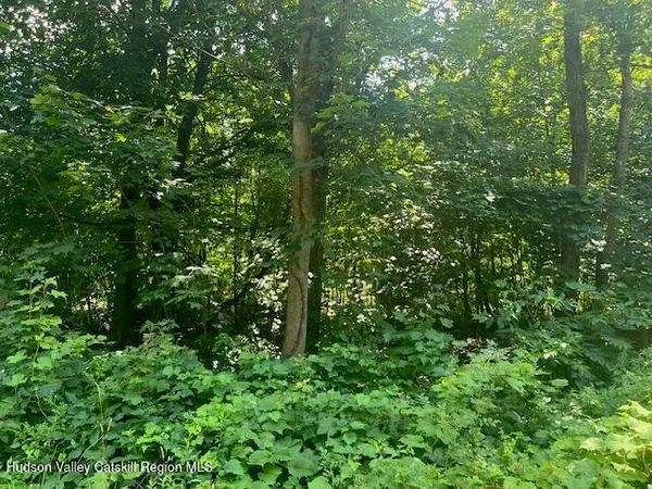 a view of a lush green forest