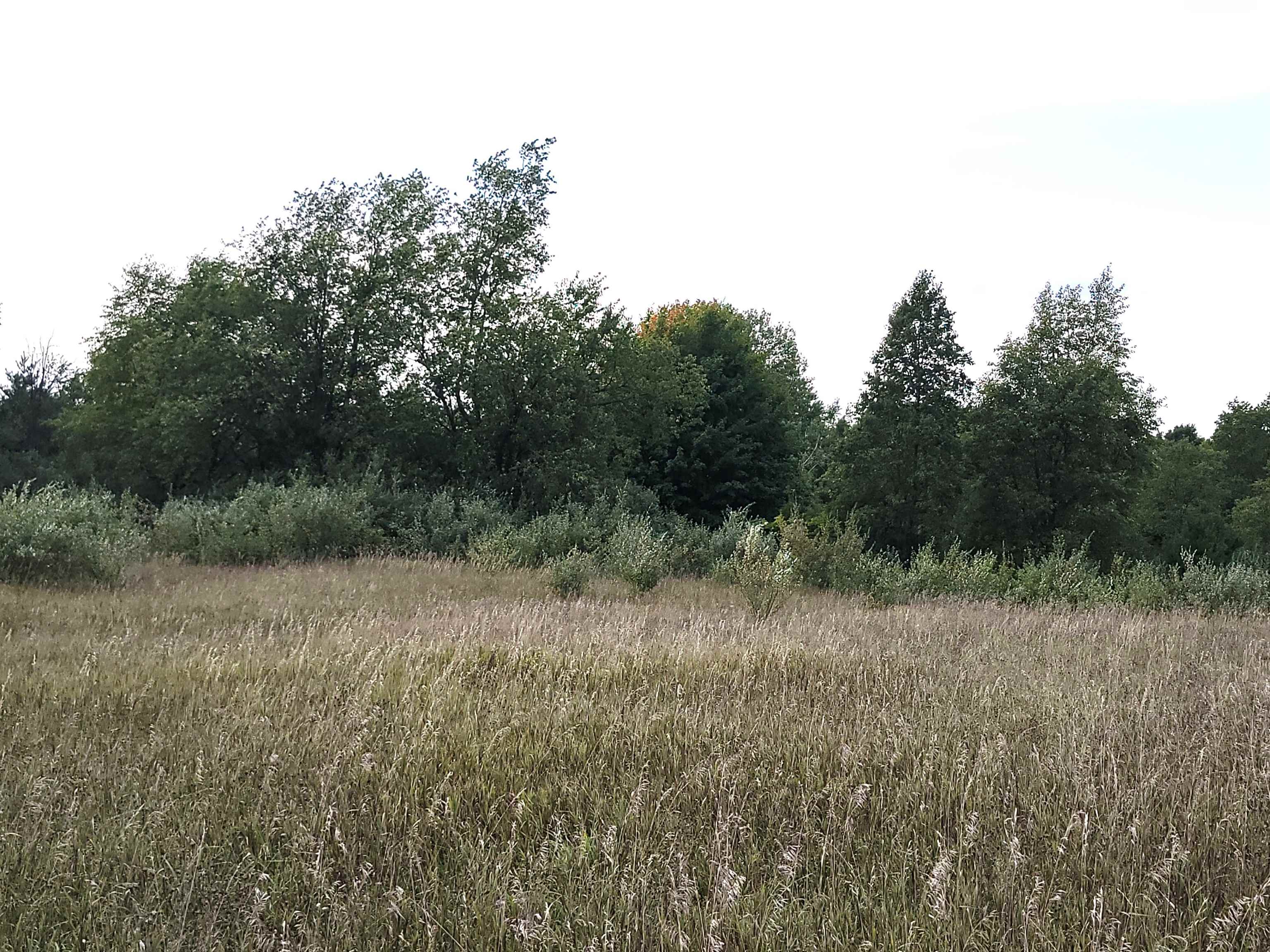 0 Plum Valley Road Northwest Alden, MI 49612 - Photo 11 of 18