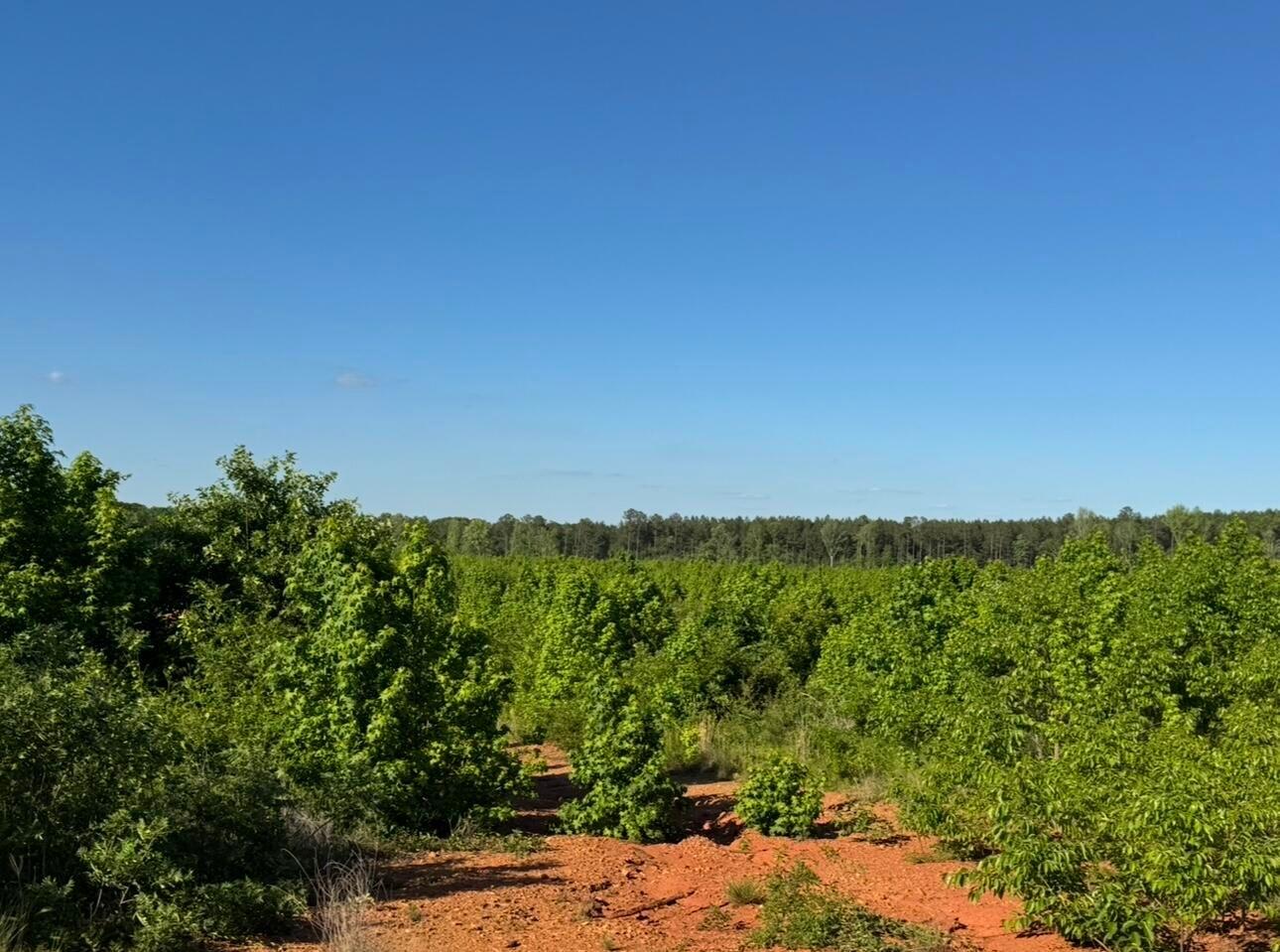 3 B Bowie Road Troy, SC 29848 - Photo 5 of 5 Bowie 5