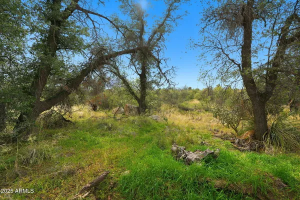 a view of a yard