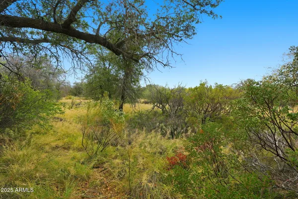a view of a yard