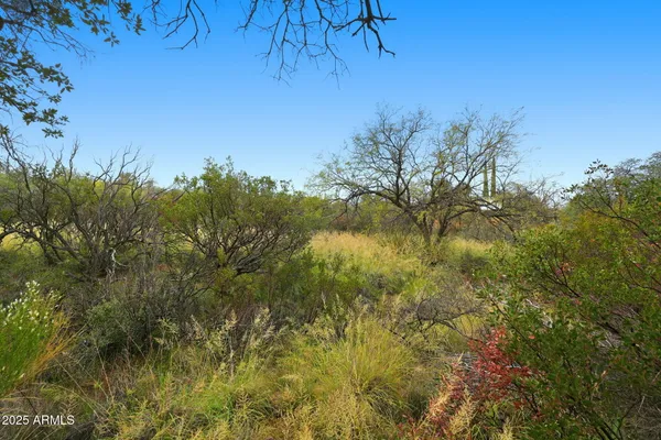 a view of beach and tree