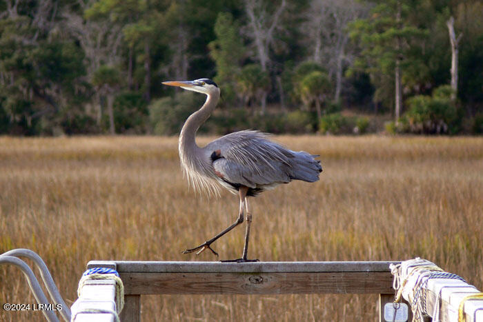 1 Winding Oak Drive Okatie, SC 29909 - Photo 14 of 30 Birds_07