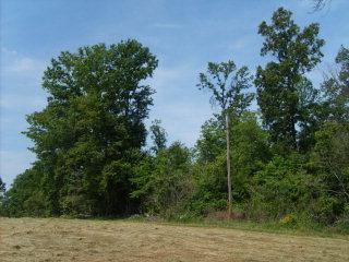 0 Cherry Hill Road Lily, KY 40740 - Photo 3 of 3 Photo 3