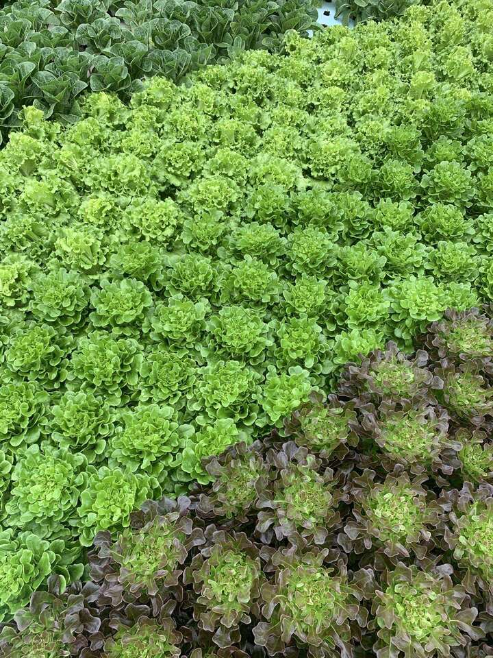 914 Swint Road Griffin, GA 30224 - Photo 1 of 1 a view of a lush green forest