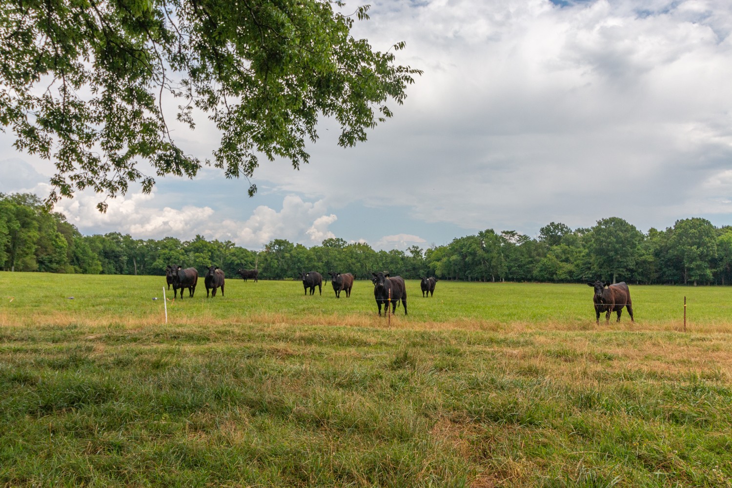 0 Wallace Thompson Road Lewisburg, TN 37091 - Photo 8 of 31