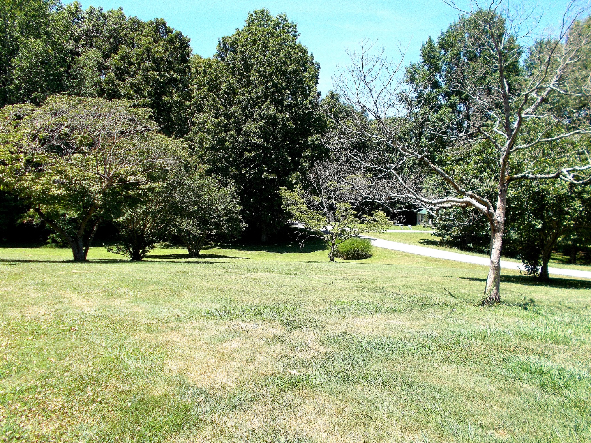 Gorgeous front yard- 2.08 acre yard!