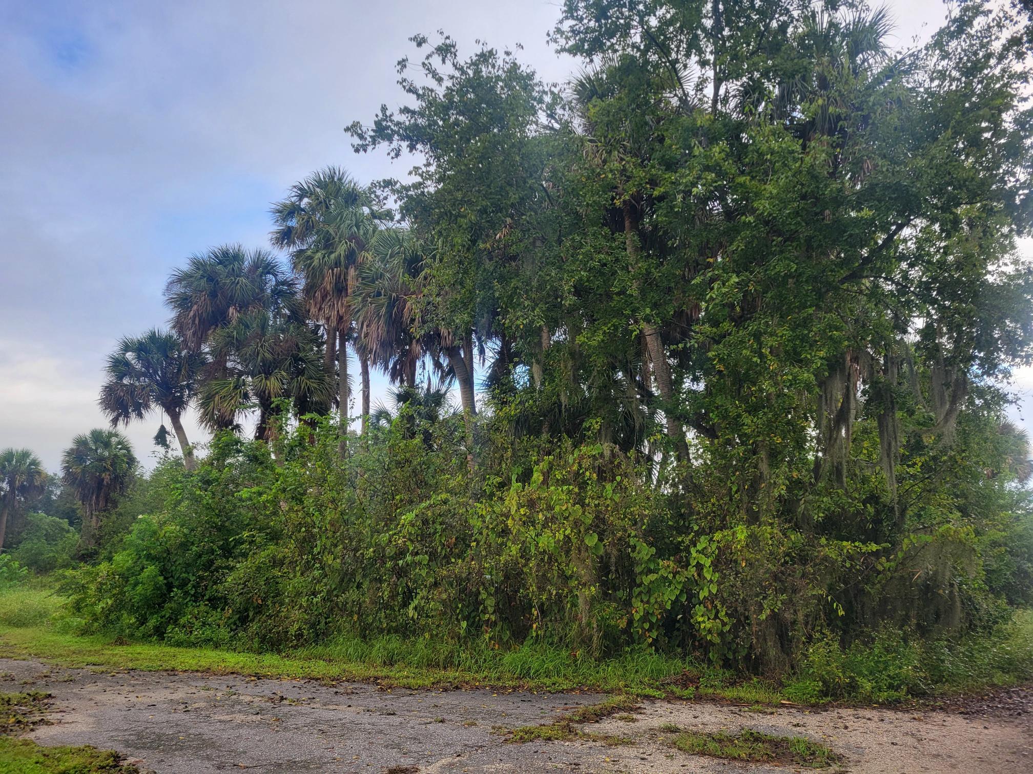 9097 Southeast 67th Way Okeechobee, FL 34974 - Photo 2 of 4 a view of a yard with plants and trees