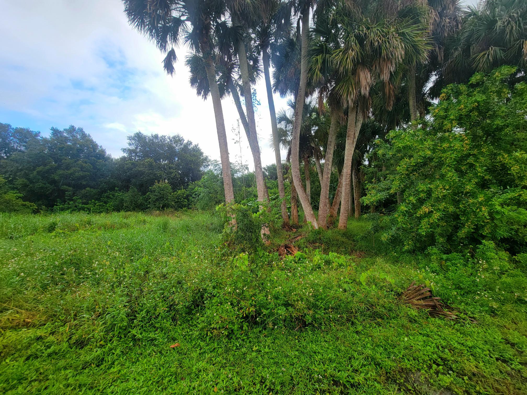 9097 Southeast 67th Way Okeechobee, FL 34974 - Photo 3 of 4 a view of backyard with green space