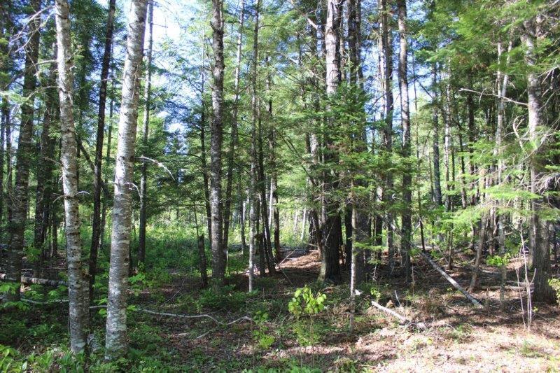 143 East Branch Road Howland, ME 04448 - Photo 59 of 81 East Branch Seboeis (67)