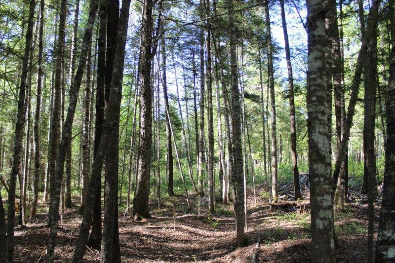 143 East Branch Road Howland, ME 04448 - Photo 60 of 81 East Branch Seboeis (71)