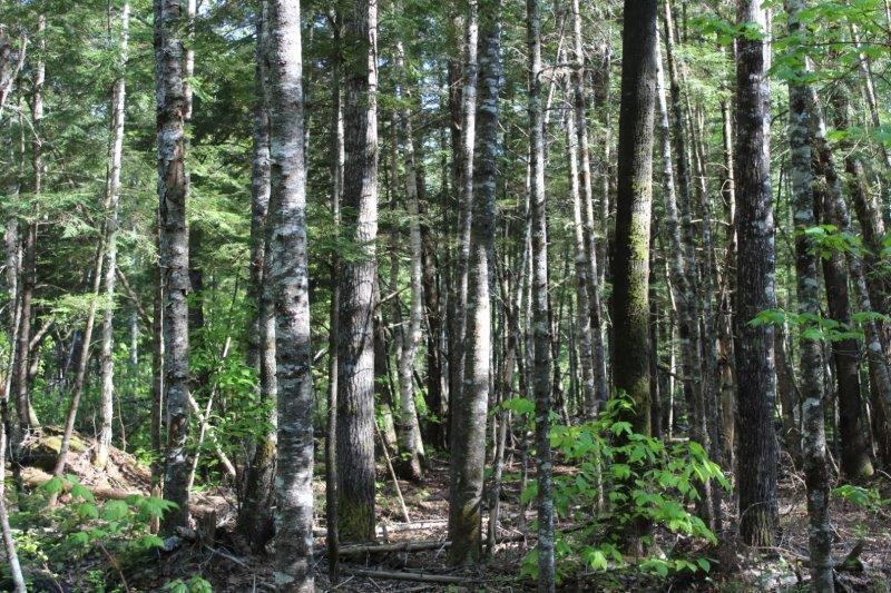 143 East Branch Road Howland, ME 04448 - Photo 61 of 81 East Branch Seboeis (91)