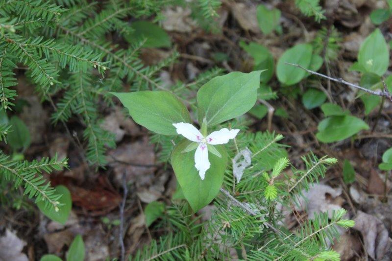 143 East Branch Road Howland, ME 04448 - Photo 62 of 81 East Branch Seboeis (76)