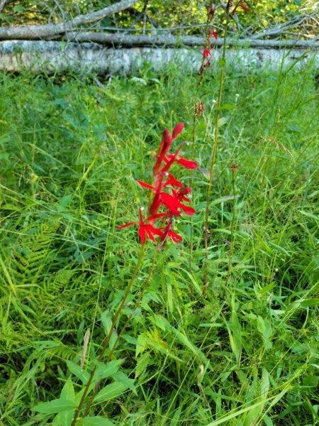 143 East Branch Road Howland, ME 04448 - Photo 64 of 81 East Branch Seboeis (47)