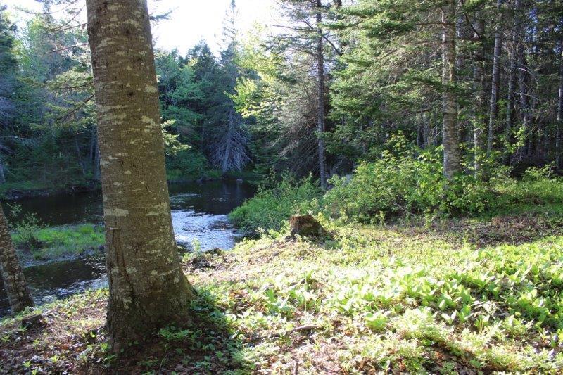 143 East Branch Road Howland, ME 04448 - Photo 67 of 81 East Branch Seboeis (113)