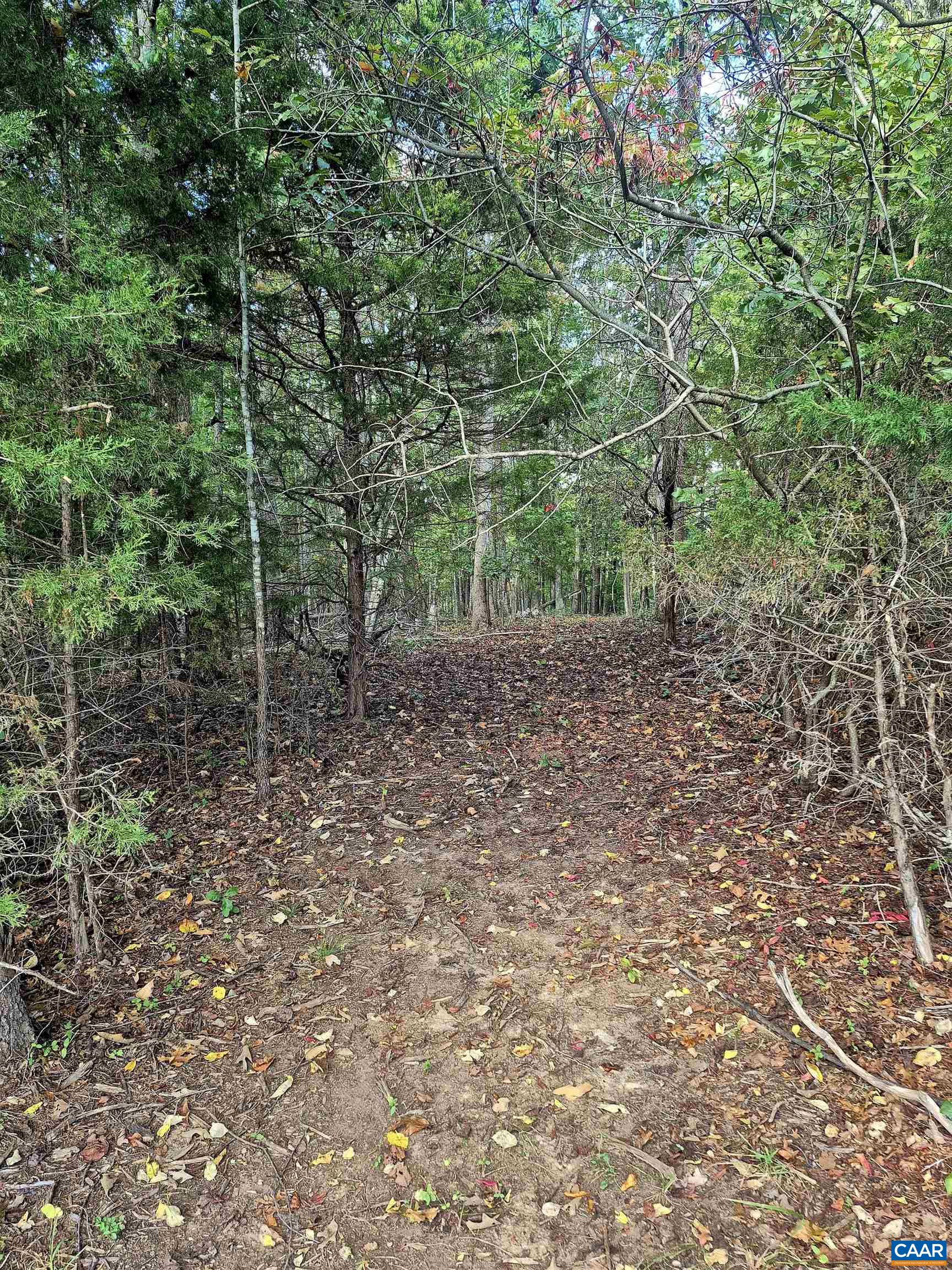 0 Antioch Road Scottsville, VA 24590 - Photo 3 of 5 a view of a forest with trees