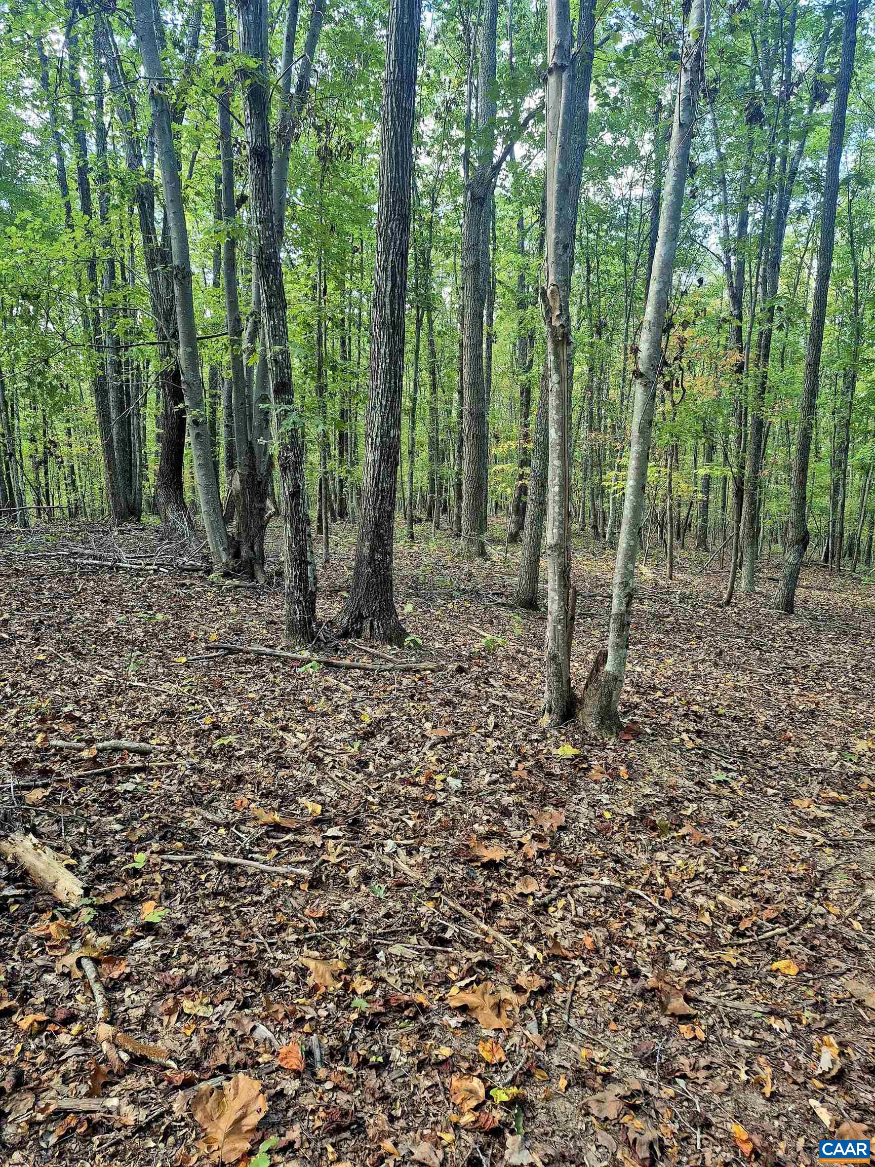 0 Antioch Road Scottsville, VA 24590 - Photo 4 of 5 a view of a forest with trees in the background