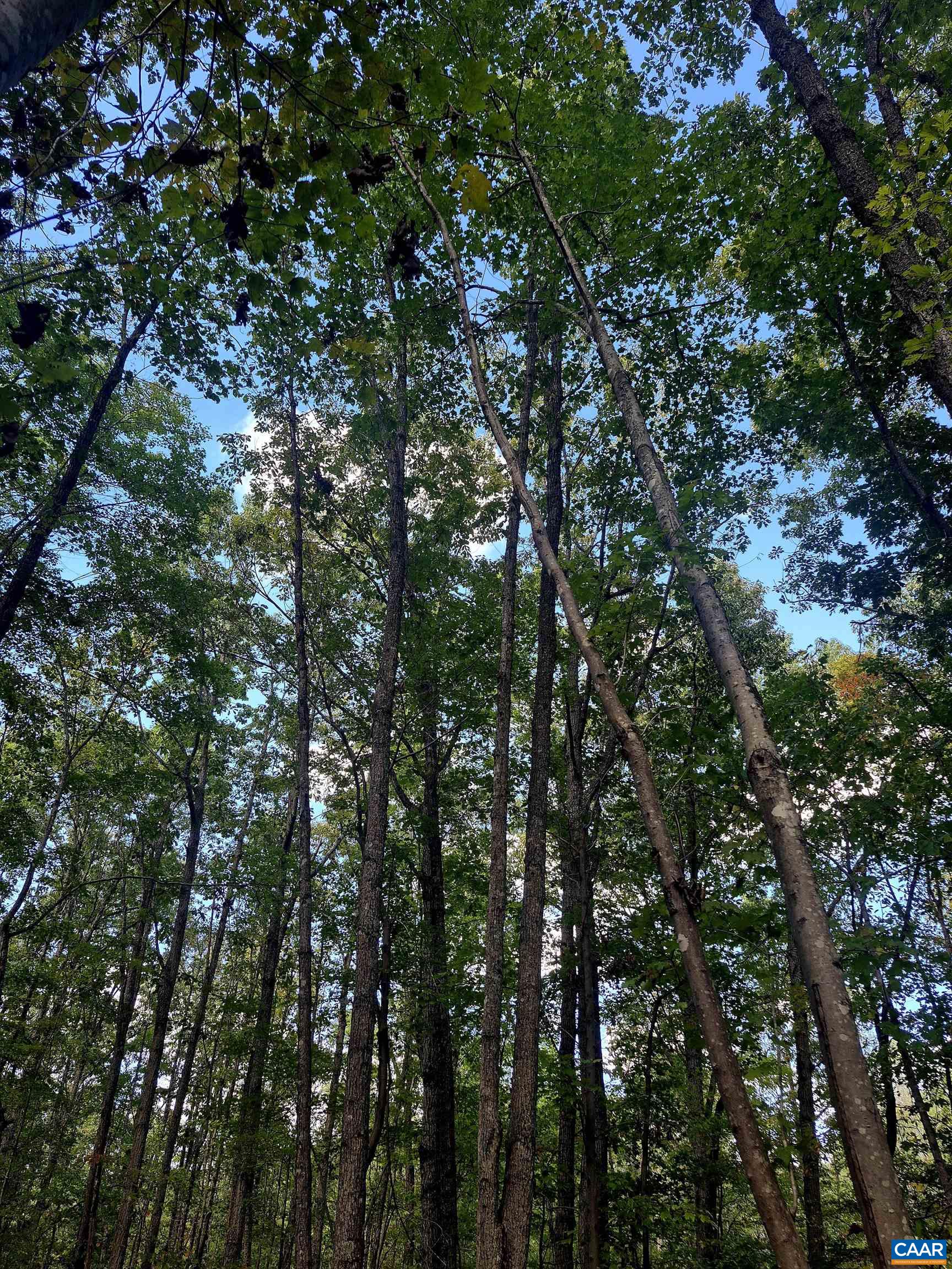 0 Antioch Road Scottsville, VA 24590 - Photo 5 of 5 a view of tree