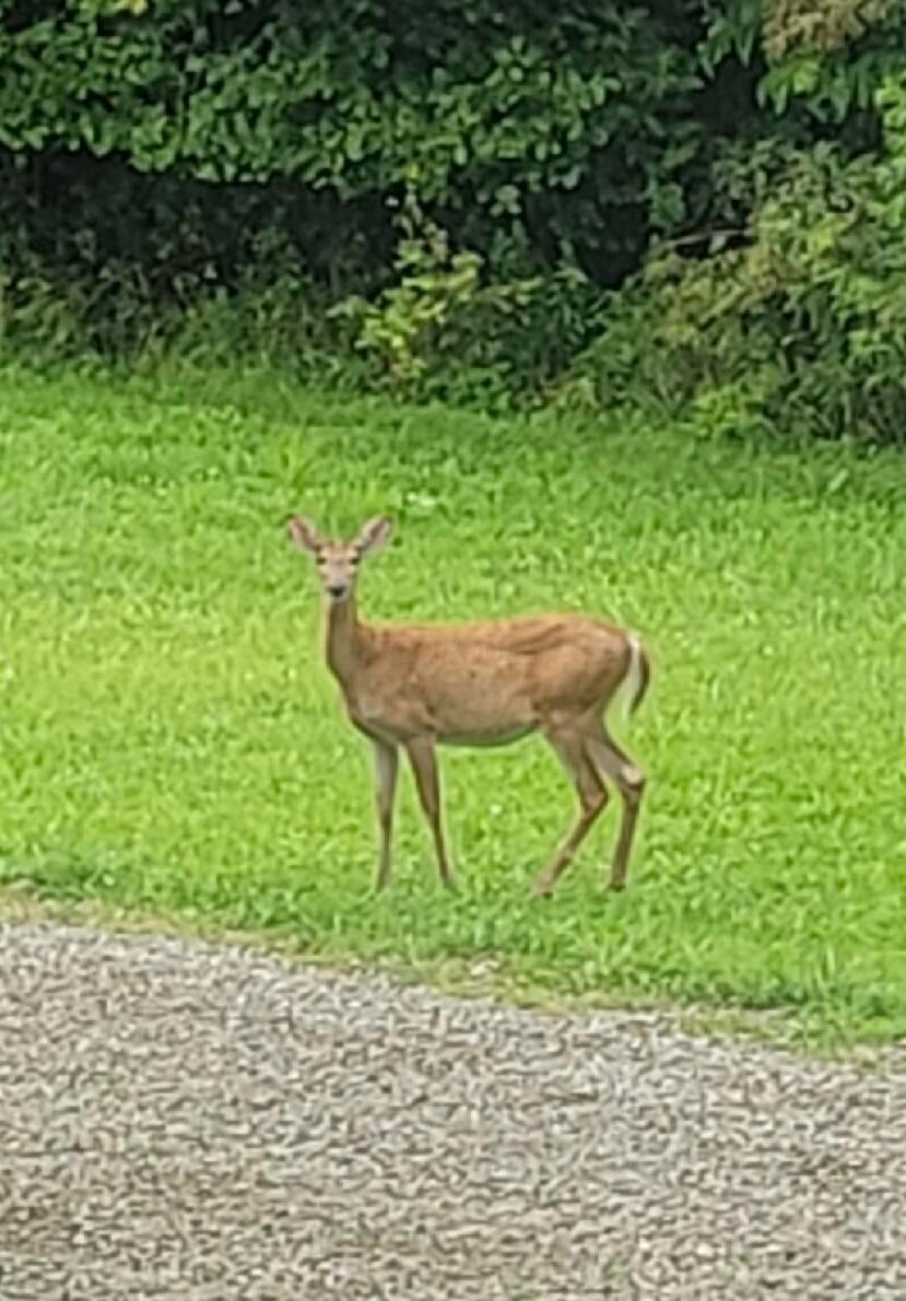 4015 Leffler Road Roseville, OH 43777 - Photo 66 of 93 Wildlife