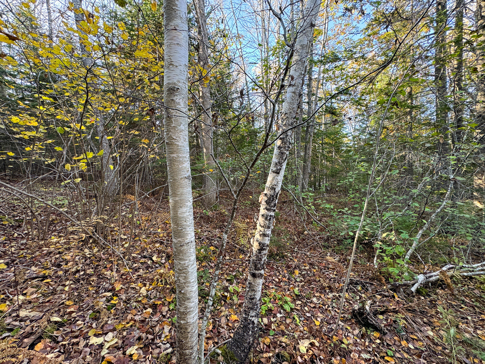 Lot 2.2 Belyea Road Dennysville, ME 04628 - Photo 12 of 20 12
