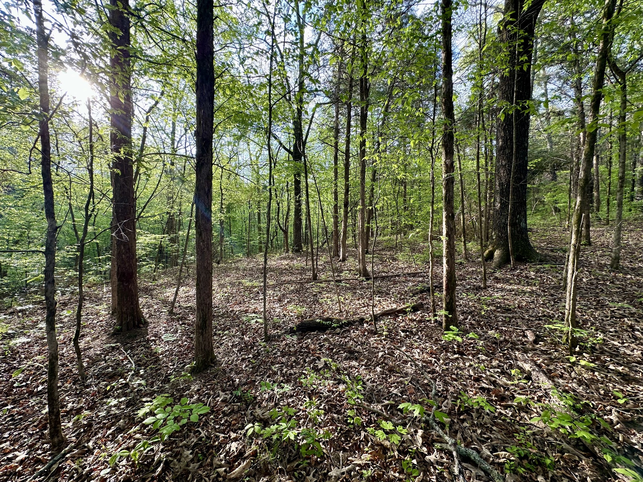 828 McCord Hollow Road Hohenwald, TN 38462 - Photo 7 of 35