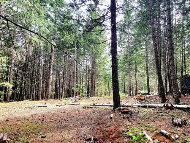 a view of a tree with a yard