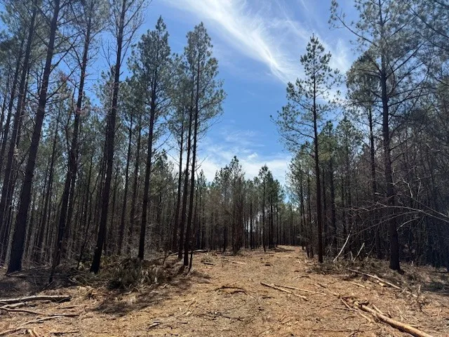 a view of outdoor space with trees