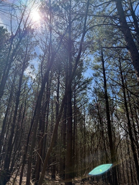 B Toll Hollow Road Waynesboro, TN 38485 - Photo 4 of 8 a view of a forest with a tree