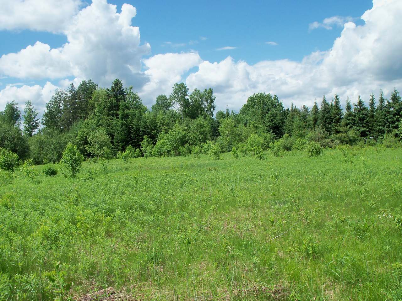 N10545 Jones Road Tomahawk, WI 54487 - Photo 3 of 9 Gallery Image 3