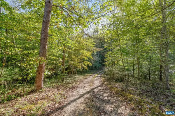 a view of a forest with trees