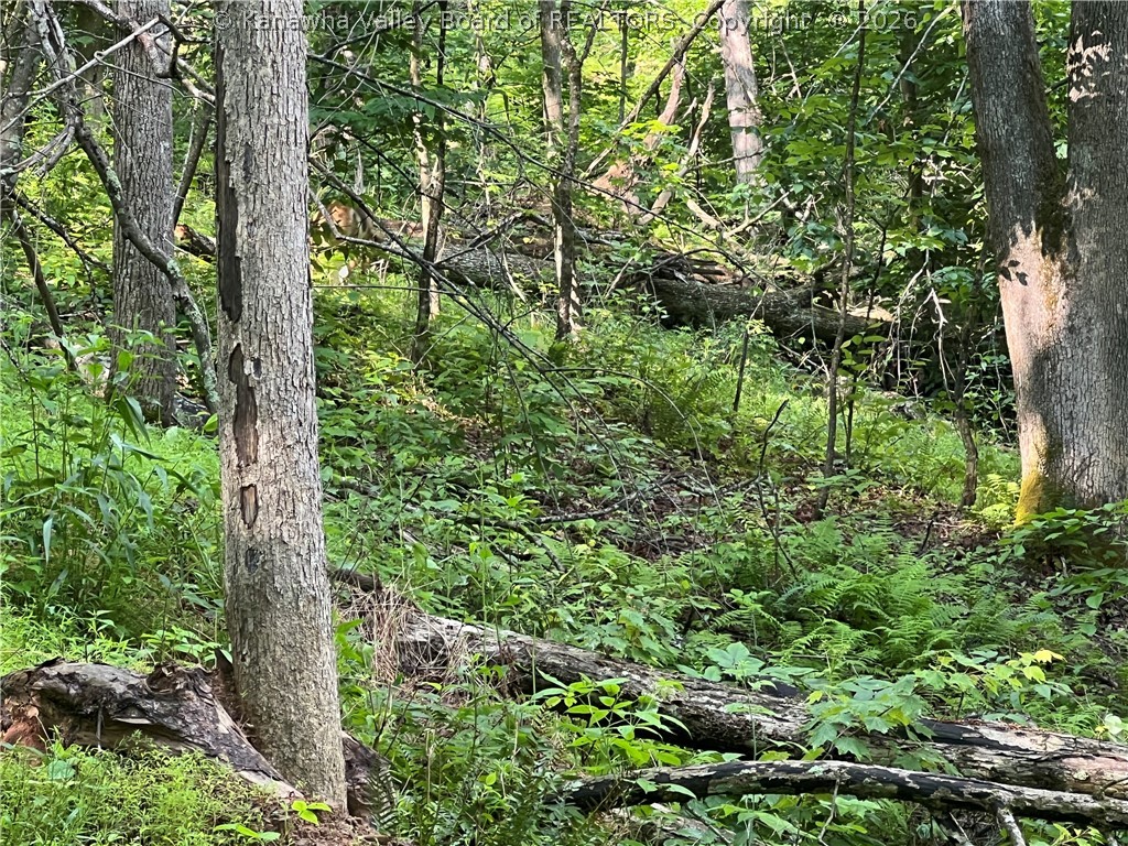 0 Starcher Fork Road Spencer, WV 25276 - Photo 11 of 17 Gallery Image 11