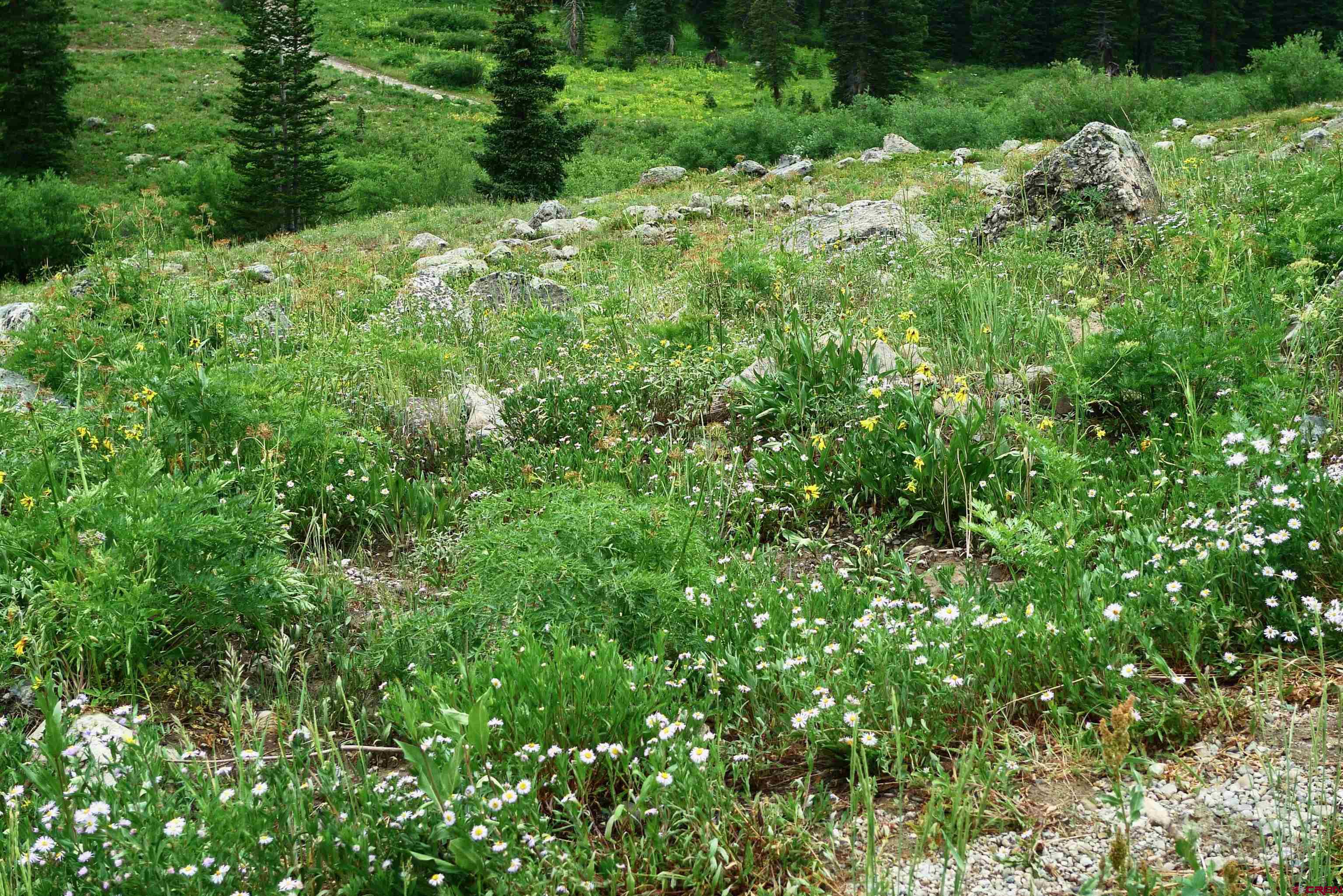 9th & 10th (irwin) Street Crested Butte, CO 81224 - Photo 2 of 14 a view of a lush green forest