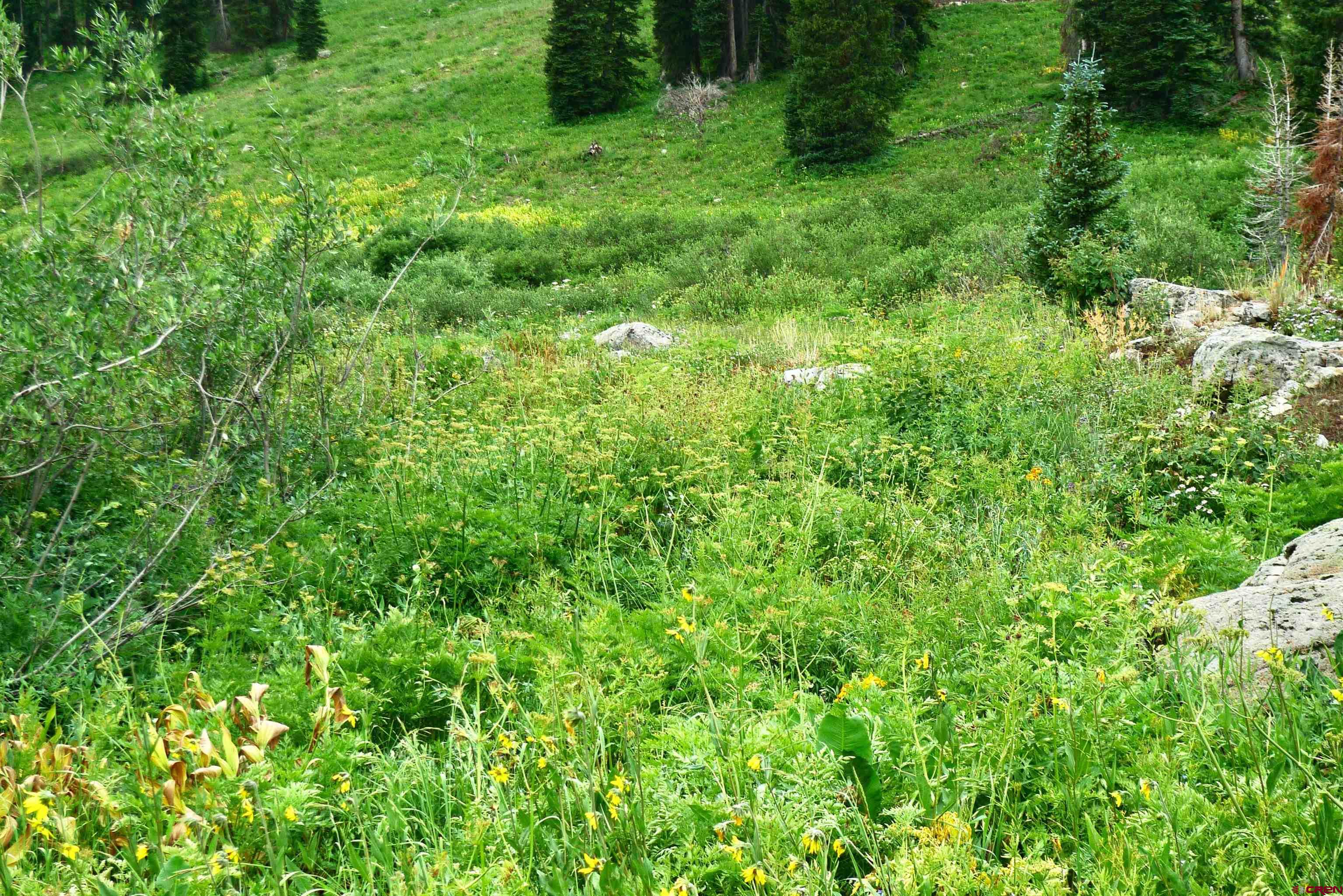 9th & 10th (irwin) Street Crested Butte, CO 81224 - Photo 7 of 14 a view of a lush green forest