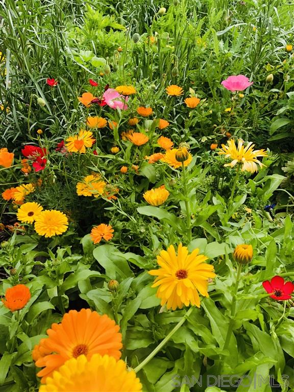 874 Arden Drive Encinitas, CA 92024 - Photo 23 of 25 a view of flowers in a garden