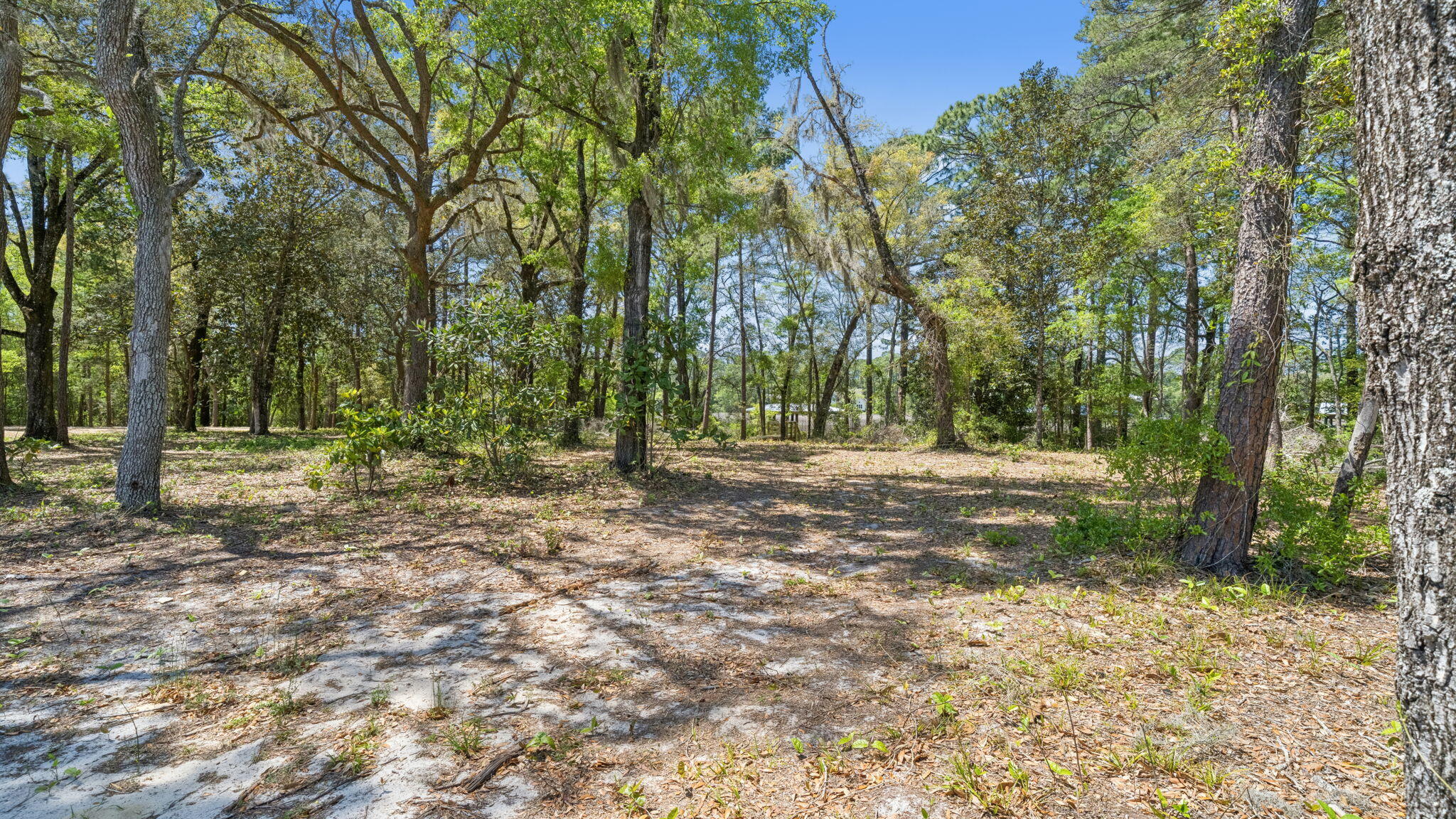 785 Old Ferry Road Santa Rosa Beach, FL 32459 - Photo 51 of 56 a view of tree