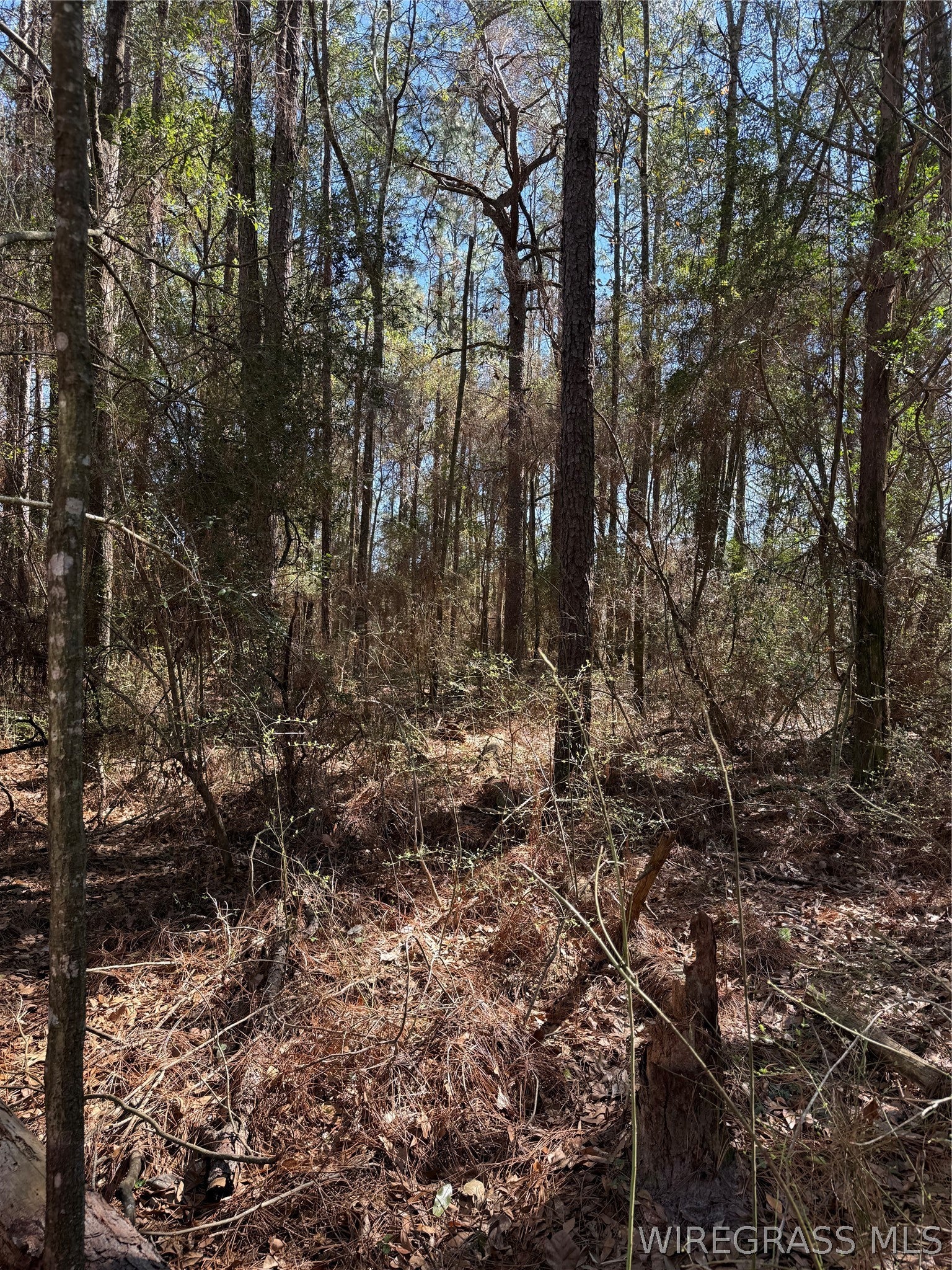0 Springlake Drive Geneva, AL 36340 - Photo 2 of 6 Gallery Image 2