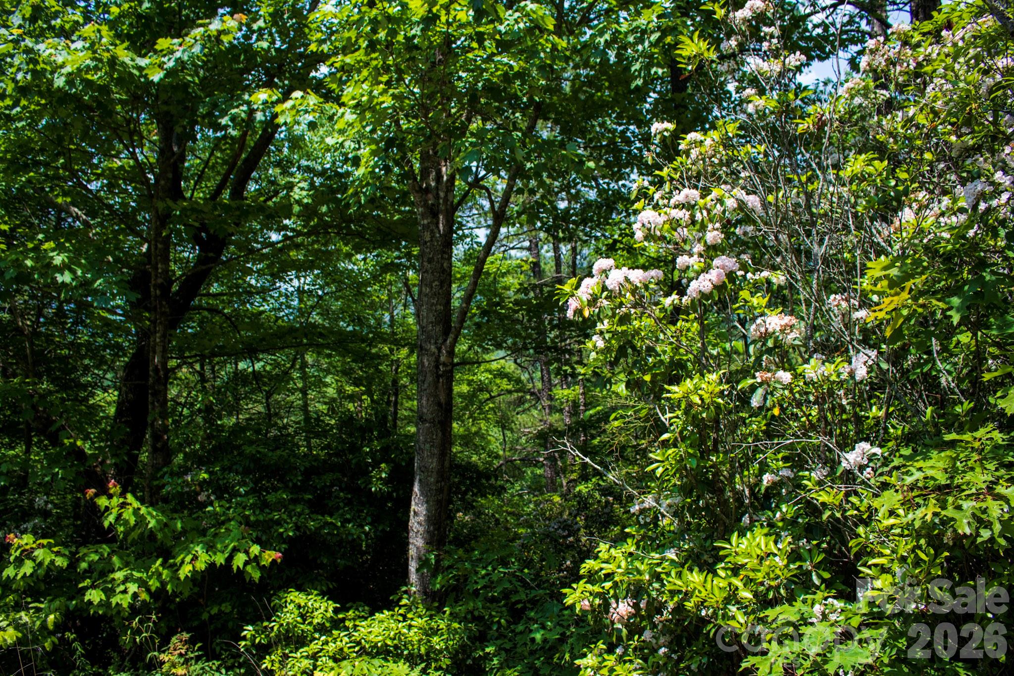 Tbd Fox Den Road, Unit 57&59 Brevard, NC 28712 - Photo 2 of 4 a view of a lush green forest