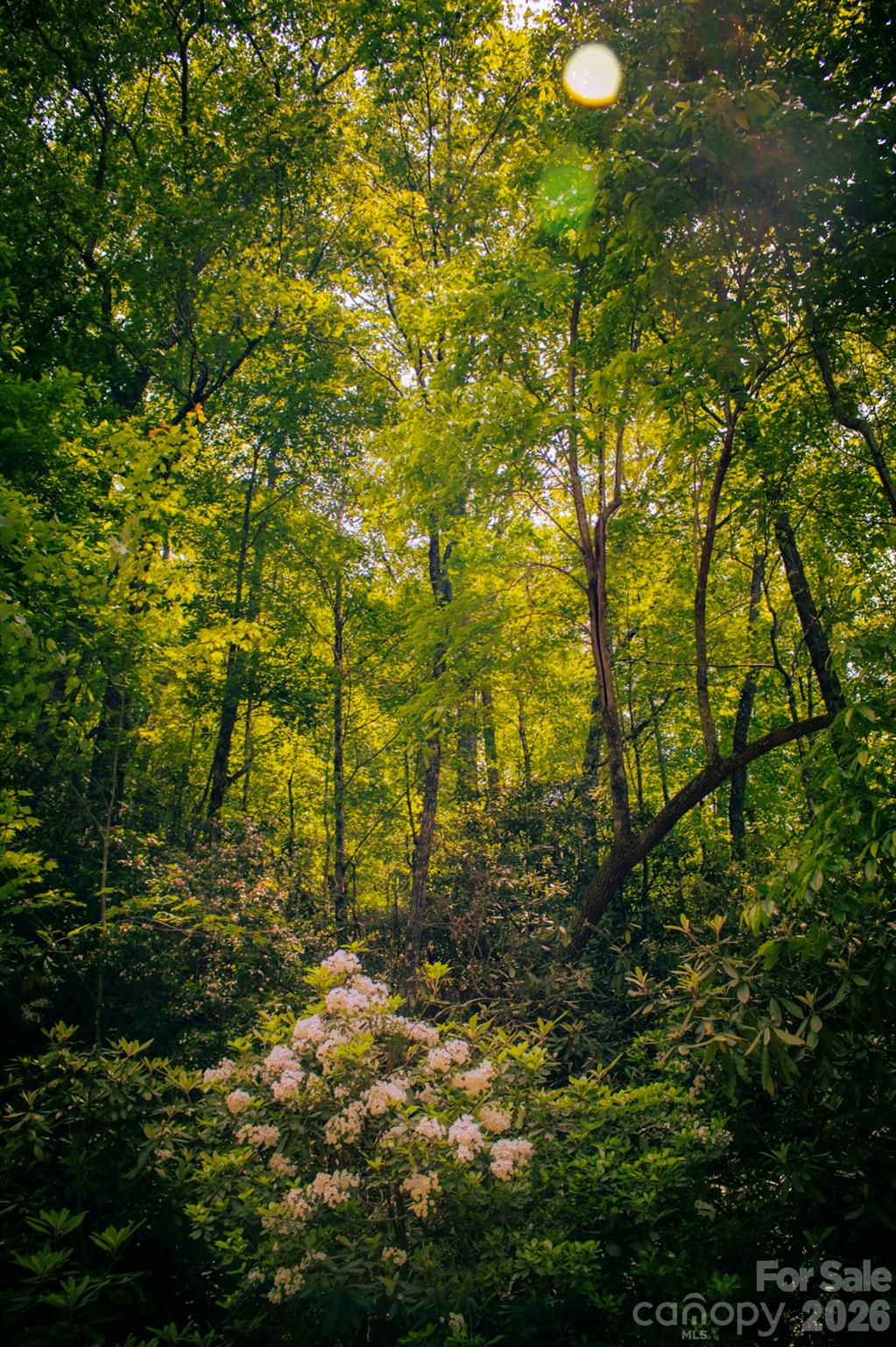 Tbd Fox Den Road, Unit 57&59 Brevard, NC 28712 - Photo 3 of 4 a view of a yard with plants and tree