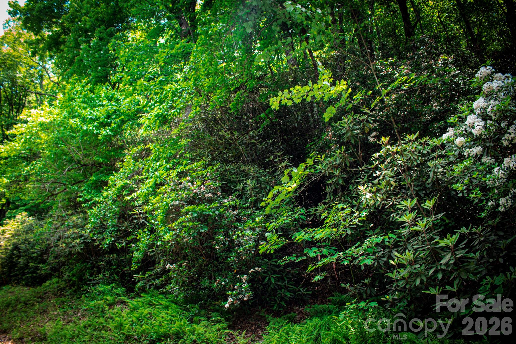 Tbd Fox Den Road, Unit 57&59 Brevard, NC 28712 - Photo 4 of 4 a view of a lush green forest