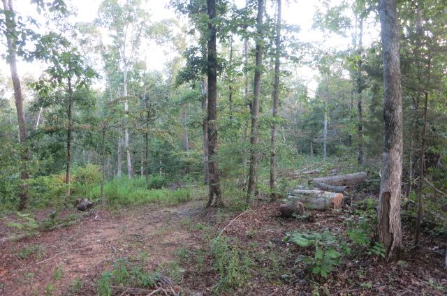 0 Black Road Cunningham, TN 37052 - Photo 3 of 4