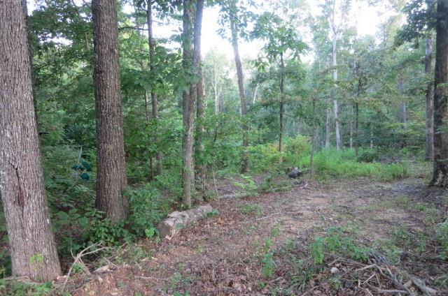 0 Black Road Cunningham, TN 37052 - Photo 4 of 4