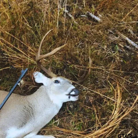 a view of a forest with trees