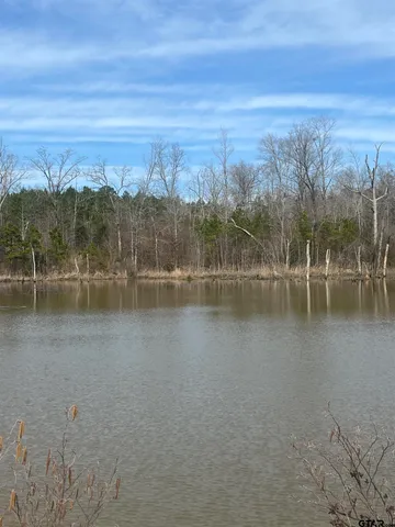 a view of a dry yard with large trees