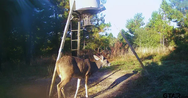 a bird view of a house