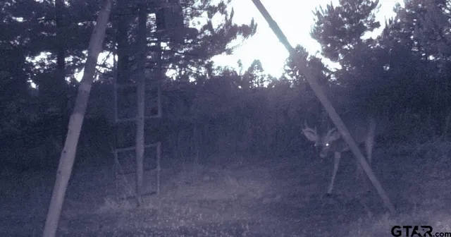 a view of a yard of a house