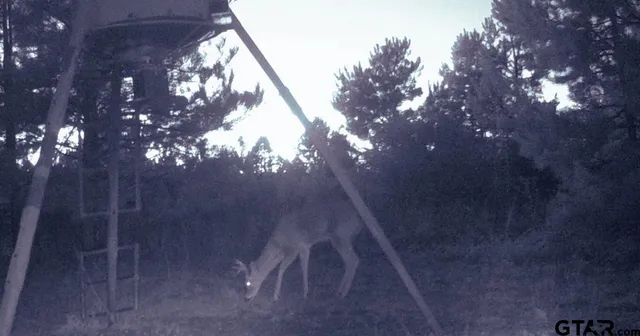 a view of fountain in middle of the forest