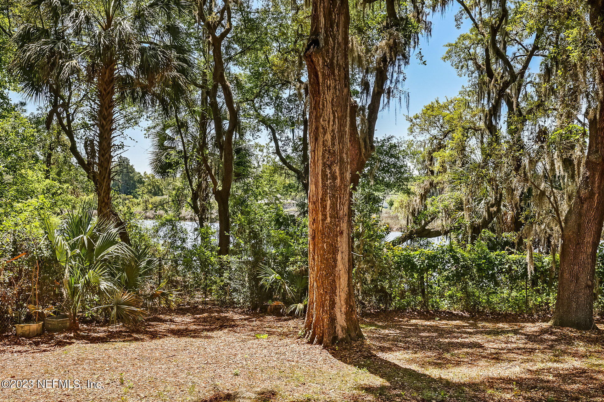 3546 Clyde Drive Jacksonville, FL 32208 - Photo 48 of 50 a view of a tree in front of a yard