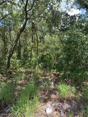 a view of a lush green forest